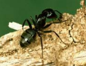 Carpenter Ant