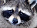 Raccoon