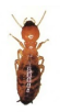 Termite